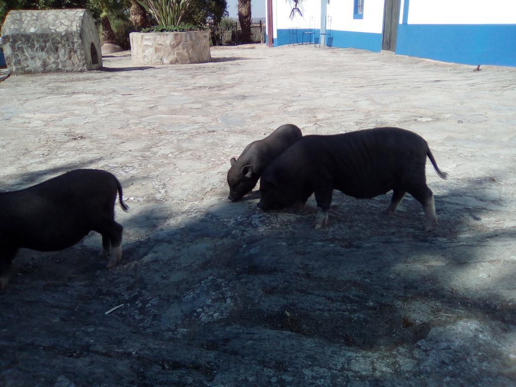 Monte Das Galhanas Monte do Pigeiro Dış mekan fotoğraf